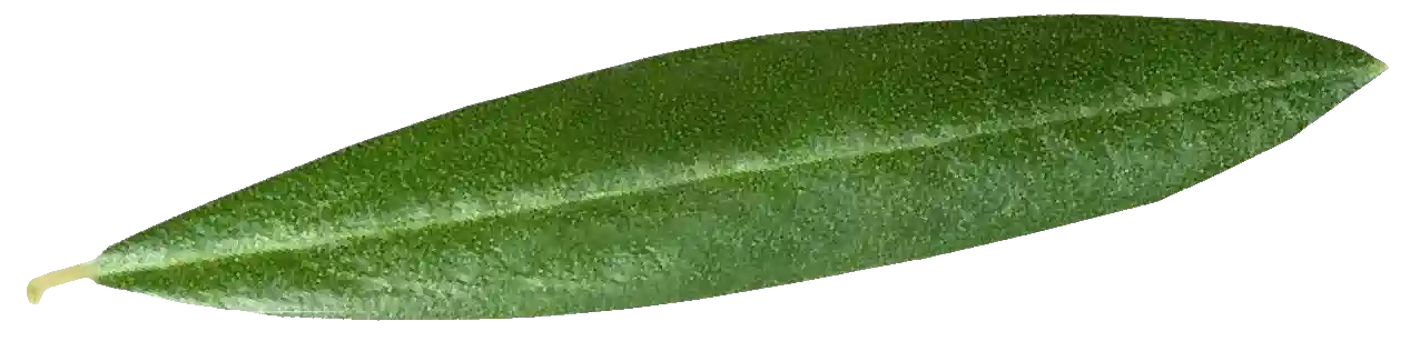 foglia